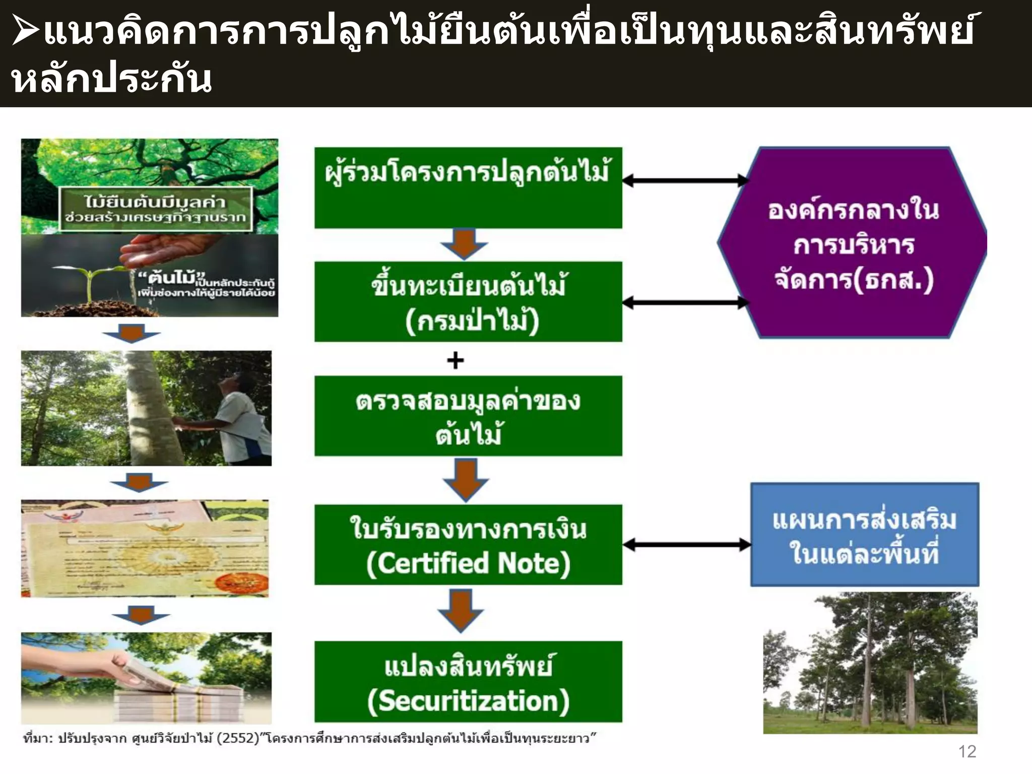 แนวคิดการการปลูกไม้ยืนต้นเพื่อเป็ นทุนและสินทรัพย์
หลักประกัน
12
 