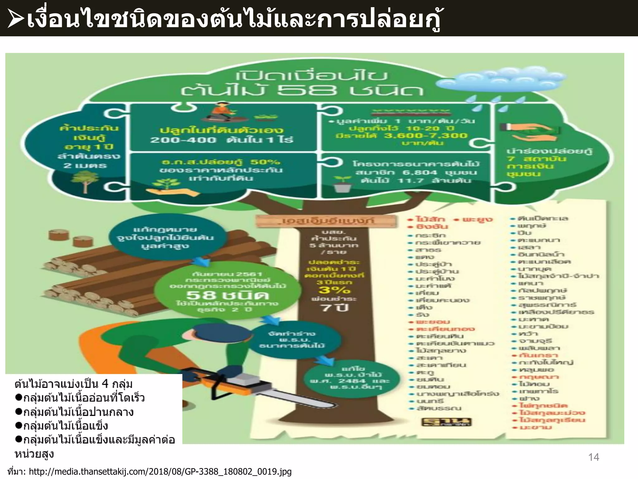 14
ที่มา: http://media.thansettakij.com/2018/08/GP-3388_180802_0019.jpg
เงื่อนไขชนิดของต้นไม้และการปล่อยกู้
 