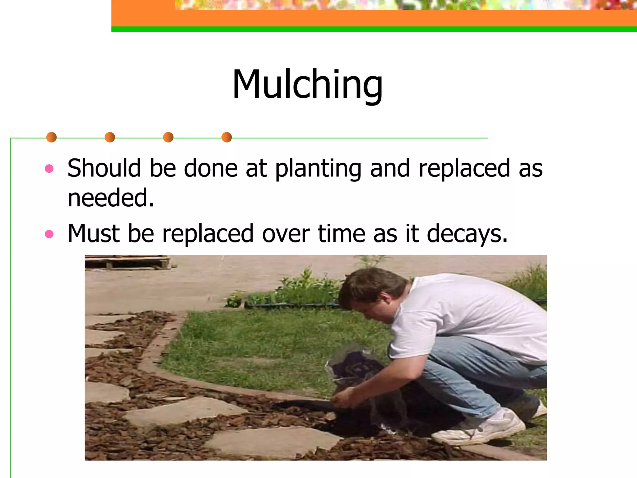 planting maintenance of ornamental plants .ppt