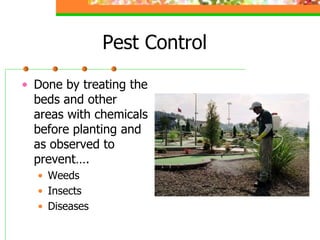 Pest Control
• Done by treating the
beds and other
areas with chemicals
before planting and
as observed to
prevent….
• Wee...