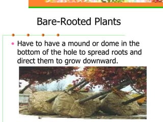 Bare-Rooted Plants
• Have to have a mound or dome in the
bottom of the hole to spread roots and
direct them to grow downwa...