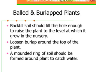 planting maintenance of ornamental plants .ppt