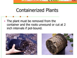 planting maintenance of ornamental plants .ppt