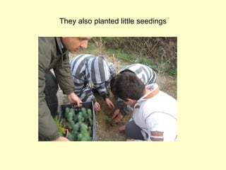 They also planted little seedings 