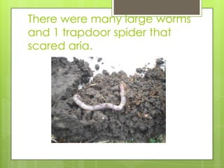 There were many large worms
and 1 trapdoor spider that
scared aria.