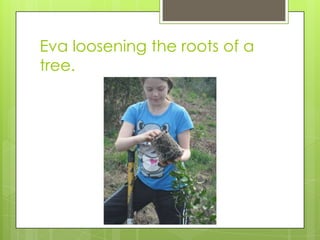 Eva loosening the roots of a
tree.