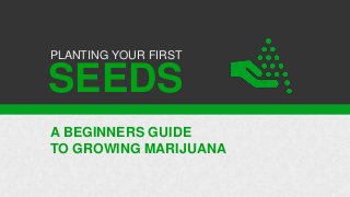 SEEDS
A BEGINNERS GUIDE
TO GROWING MARIJUANA
PLANTING YOUR FIRST
 