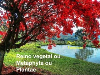 Reino vegetal ou Metaphyta ou Plantae  Prof. Tassinari 