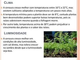 CLIMA 
 A cenoura cresce melhor com temperaturas entre 16°C e 22°C, mas 
existem cultivares adaptados a temperaturas um pouco mais altas. 
 A temperatura mínima para o plantio deve ser de 8°C, contudo plantas 
bem desenvolvidas podem suportar baixas temperaturas, pois as 
raízes sobrevivem mesmo quando a folhagem morre. 
 Por outro lado, temperaturas acima de 30°C podem prejudicar o 
crescimento das plantas e o sabor das raízes. 
 A cenoura cresce melhor em 
condições de alta luminosidade, 
com sol direto, mas tolera crescer 
na sombra desde que a luminosidade 
seja boa. 
4 
LUMINOSIDADE 
 
