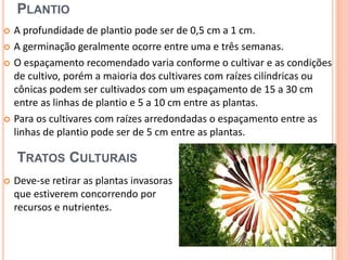 PLANTIO 
 A profundidade de plantio pode ser de 0,5 cm a 1 cm. 
 A germinação geralmente ocorre entre uma e três semanas. 
 O espaçamento recomendado varia conforme o cultivar e as condições 
de cultivo, porém a maioria dos cultivares com raízes cilíndricas ou 
cônicas podem ser cultivados com um espaçamento de 15 a 30 cm 
entre as linhas de plantio e 5 a 10 cm entre as plantas. 
 Para os cultivares com raízes arredondadas o espaçamento entre as 
linhas de plantio pode ser de 5 cm entre as plantas. 
 Deve-se retirar as plantas invasoras 
que estiverem concorrendo por 
recursos e nutrientes. 
6 
TRATOS CULTURAIS 
 