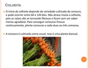 COLHEITA 
 O início da colheita depende da variedade cultivada de cenoura, 
e pode ocorrer entre 60 e 120 dias. Não atrase muito a colheita, 
pois as raízes vão se tornando fibrosas e ficam com um sabor 
menos agradável. Para conseguir cenouras frescas 
continuamente, plante cenouras a cada duas ou três semanas. 
 A cenoura é cultivada como anual, mas é uma planta bianual. 
9 
 