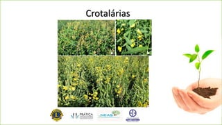 Crotalárias
 