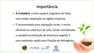 Importância
• A Crotalária é uma espécie originária da Índia,
com ampla adaptação às regiões tropicais.
• É recomendada para adubação verde, é muito
eficiente na cobertura de solo, sendo considerada
a campeã na produção de biomassa vegetal, é
uma excelente opção para Fixação de Nitrogênio ;
 
