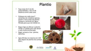 Plantio
• Faça covas de 2 cm de
profundidade, e 50 cm de
distância entre cada cova.
• Coloque em cada cova 2
sementes de crotalária apenas,
porém 1 hora antes do plantio
coloque a semente em água;
filtrada para que ela hidrate-se.
• Regue logo ao efetuar o plantio.
Tendo o cuidado para não deixar
o solo muito encharcado;
• Regar sempre e tirar plantas
daninhas.
• Apos 90 dias no máximo em 120
dias depois do plantio ela começa
florir ;
 