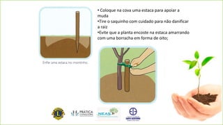 • Coloque na cova uma estaca para apoiar a
muda
•Tire o saquinho com cuidado para não danificar
a raiz
•Evite que a planta encoste na estaca amarrando
com uma borracha em forma de oito;
 