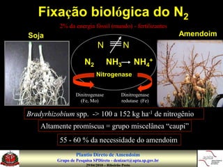 Fixação biológica do N2
          2% da energia fóssil (mundo) - fertilizantes
Soja                                                            Amendoim
                              N              N
                      N2           NH3               NH4+
                             Nitrogenase


                  Dinitrogenase             Dinitrogenase
                    (Fe, Mo)                redutase (Fe)

Bradyrhizobium spp. -> 100 a 152 kg ha-1 de nitrogênio
    Altamente promíscua = grupo miscelânea “caupi”
          55 - 60 % da necessidade do amendoim
                  Plantio Direto de Amendoim
         Grupo de Pesquisa SPDireto - denizart@apta.sp.gov.br
                       29/04/2010 – Ribeirão Preto
 
