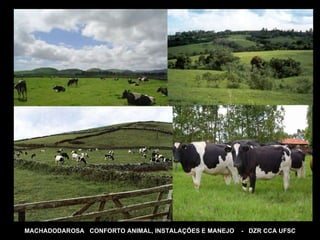 MACHADODAROSA  CONFORTO ANIMAL, INSTALAÇÕES E MANEJO  -  DZR CCA UFSC 