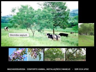 MACHADODAROSA  CONFORTO ANIMAL, INSTALAÇÕES E MANEJO  -  DZR CCA UFSC Gliciridia sepium 