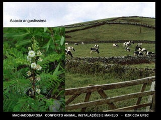 MACHADODAROSA  CONFORTO ANIMAL, INSTALAÇÕES E MANEJO  -  DZR CCA UFSC Acacia angustissima 
