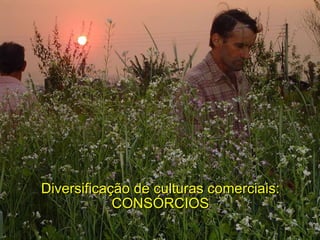 Diversificação de culturas comerciais: CONSÓRCIOS 