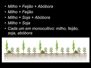 Milho + Feijão + Abóbora Milho + Feijão Milho + Soja + Abóbora Milho + Soja Cada um em monocultivo: milho, feijão, soja, abóbora 