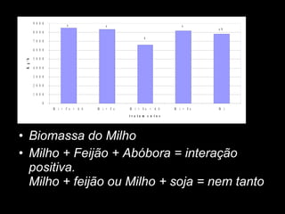 Biomassa do Milho Milho + Feijão + Abóbora = interação positiva. Milho + feijão ou Milho + soja = nem tanto 