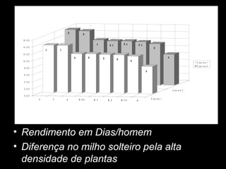 Rendimento em Dias/homem Diferença no milho solteiro pela alta densidade de plantas 