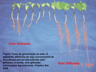 Soja RR (“planta invasora”)‏ Com Glifosato Sem Glifosato Figura: Teste de germinação no solo. À esquerda, plântulas de soja convencional de área dessecada em pré-colheita com glifosato; à direita, sem glifosato. Informações Agronômicas - Potafos Set. 2006 