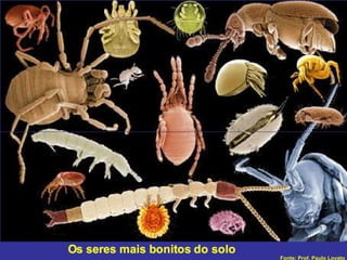 Fonte: Prof. Paulo Lovato 