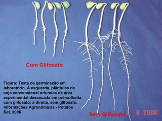 Soja RR (“planta invasora”)‏ Com Glifosato Sem Glifosato Figura: Teste de germinação em laboratório. À esquerda, plântulas de soja convencional oriundas de área experimental dessecada em pré-colheita com glifosato; à direita, sem glifosato. Informações Agronômicas - Potafos Set. 2006 