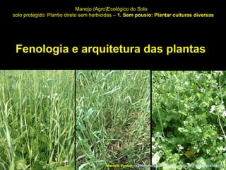 Fenologia e arquitetura das plantas Manejo (Agro)Ecológico do Solo solo protegido: Plantio direto sem herbicidas –  1. Sem pousio: Plantar culturas diversas Marcelo Venturi -  [email_address]  -  http://agroecologia.ufsc.br 