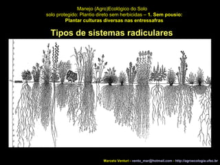 Tipos de sistemas radiculares Manejo (Agro)Ecológico do Solo solo protegido: Plantio direto sem herbicidas –  1. Sem pousio: Plantar culturas diversas nas entressafras Marcelo Venturi -  [email_address]  -  http://agroecologia.ufsc.br 