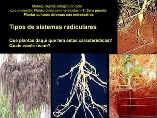 Tipos de sistemas radiculares Que plantas daqui que tem estas características? Quais vocês usam? Manejo (Agro)Ecológico do Solo solo protegido: Plantio direto sem herbicidas –  1. Sem pousio: Plantar culturas diversas nas entressafras 