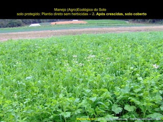 Manejo (Agro)Ecológico do Solo solo protegido: Plantio direto sem herbicidas – 2 . Após crescidas, solo coberto Marcelo Venturi -  [email_address]  -  http://agroecologia.ufsc.br 