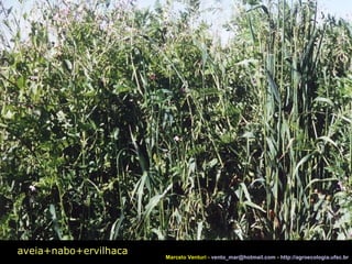 aveia+nabo+ervilhaca Marcelo Venturi -  [email_address]  -  http://agroecologia.ufsc.br 