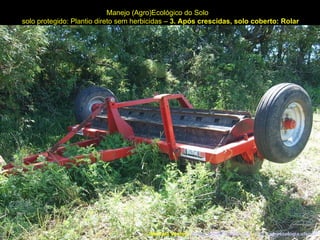 Manejo (Agro)Ecológico do Solo solo protegido: Plantio direto sem herbicidas –  3. Após crescidas, solo coberto: Rolar Marcelo Venturi -  [email_address]  -  http://agroecologia.ufsc.br 
