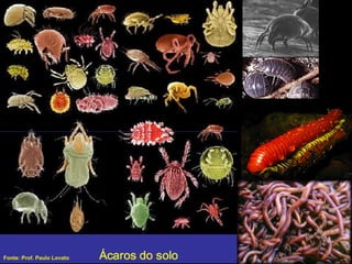 Fonte: Prof. Paulo Lovato 