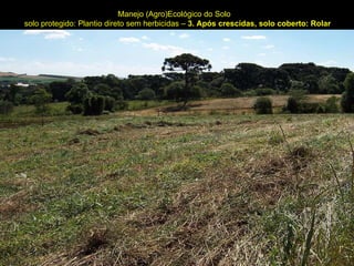 Manejo (Agro)Ecológico do Solo solo protegido: Plantio direto sem herbicidas –  3. Após crescidas, solo coberto: Rolar 