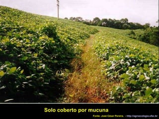 Solo coberto por mucuna Fonte: José César Pereira.  -  http://agroecologia.ufsc.br 