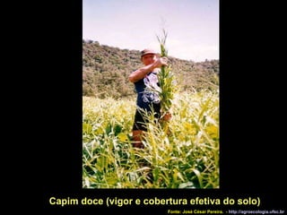 Capim doce (vigor e cobertura efetiva do solo)‏ Fonte: José César Pereira.  -  http://agroecologia.ufsc.br 