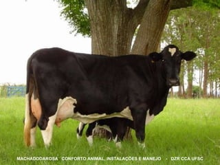 MACHADODAROSA  CONFORTO ANIMAL, INSTALAÇÕES E MANEJO  -  DZR CCA UFSC                                                                                                                                                                                                                                               