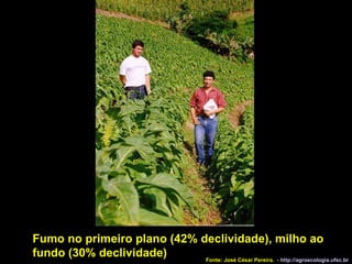 Fumo no primeiro plano (42% declividade), milho ao fundo (30% declividade)‏ Fonte: José César Pereira.  -  http://agroecologia.ufsc.br 