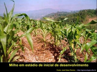 Milho em estádio de inicial de desenvolvimento   Fonte: José César Pereira.  -  http://agroecologia.ufsc.br 