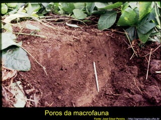 Poros da macrofauna Fonte: José César Pereira.  -  http://agroecologia.ufsc.br 