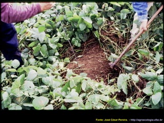 Fonte: José César Pereira.  -  http://agroecologia.ufsc.br 