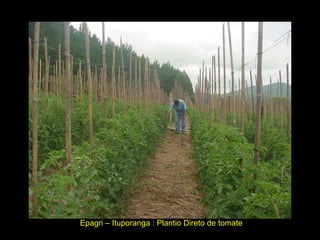 Epagri – Ituporanga : Plantio Direto de tomate 