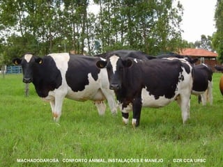MACHADODAROSA  CONFORTO ANIMAL, INSTALAÇÕES E MANEJO  -  DZR CCA UFSC                                                                                                                                                                                                                                               