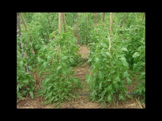 Epagri – Ituporanga : Plantio Direto de tomate 