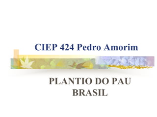 CIEP 424 Pedro Amorim


  PLANTIO DO PAU
      BRASIL
 
