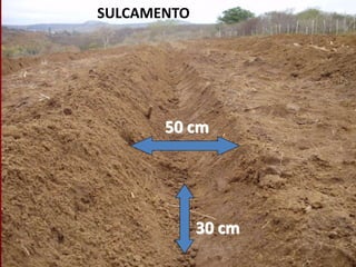 SULCAMENTO
50 cm
30 cm
 